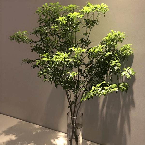 进口马醉木日本绿植物室内窗台光照生长水培养护客厅水养盆栽修剪