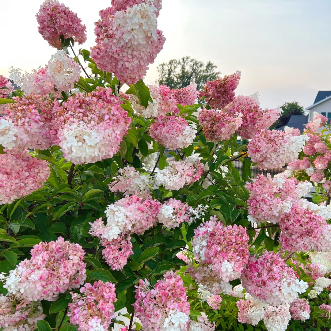 香草草莓【小盆】绣球盆栽阳台庭院新手易养护喜水花园植物