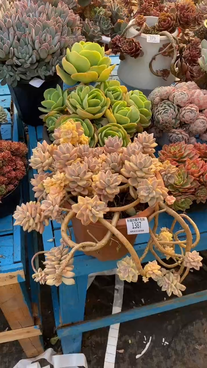 【闪购商品】1387美杏锦 