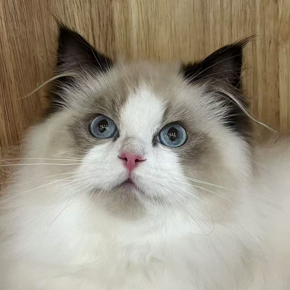 来了姊妹-海双布偶猫 弟弟 18