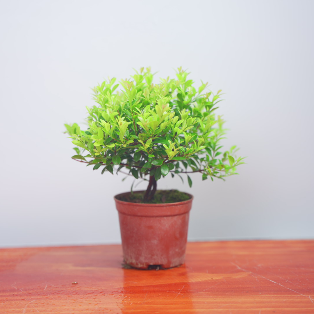 2盆【基地直发】小叶赤楠/红芽奇楠室内外好养桌摆阳光精品盆栽