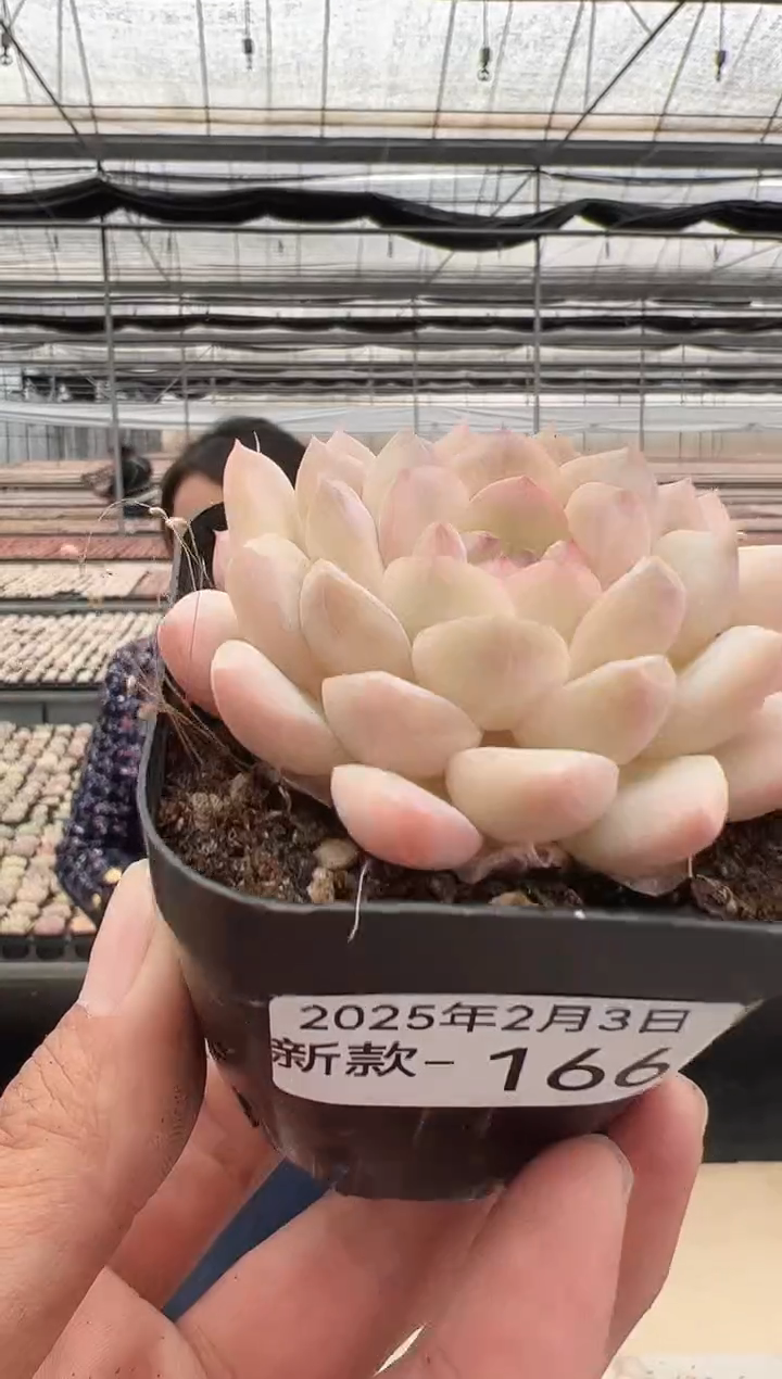 【闪购商品】新款多肉-166（云朵软糖）