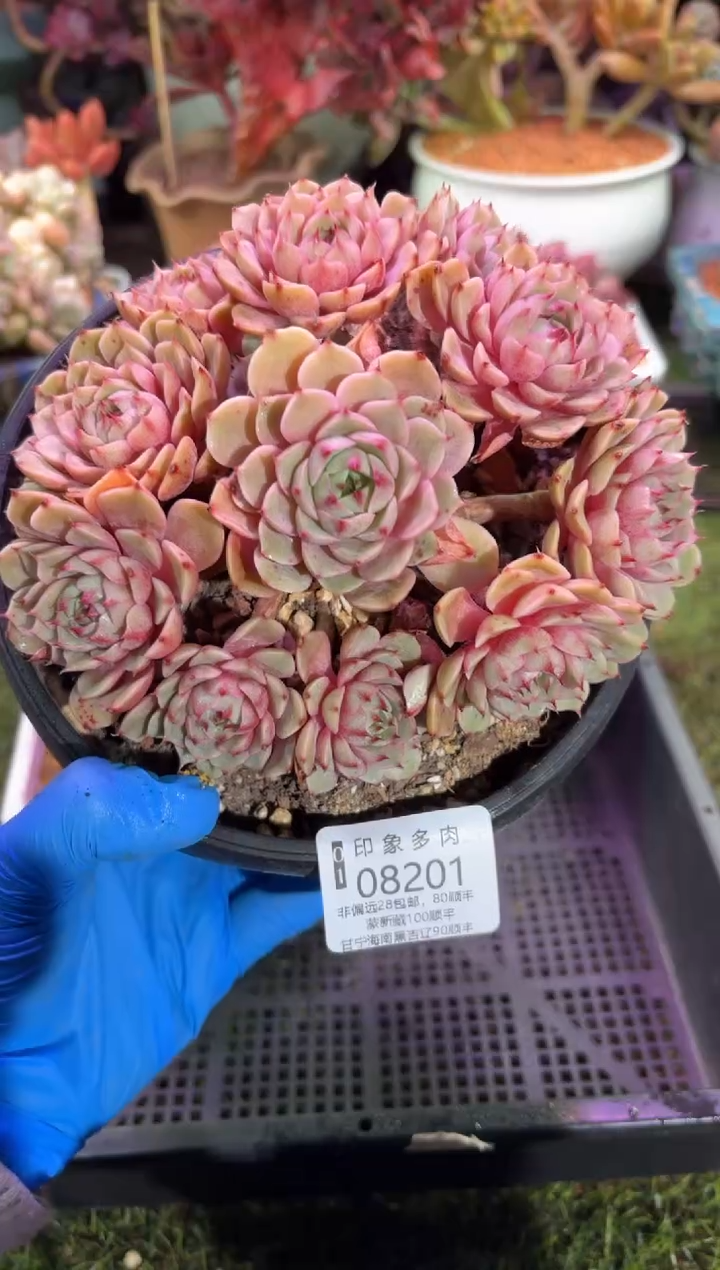 【闪购商品】08201