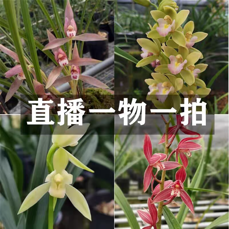 兰花直播 （一物一拍）建兰 春兰 墨兰 寒兰 浓香好养