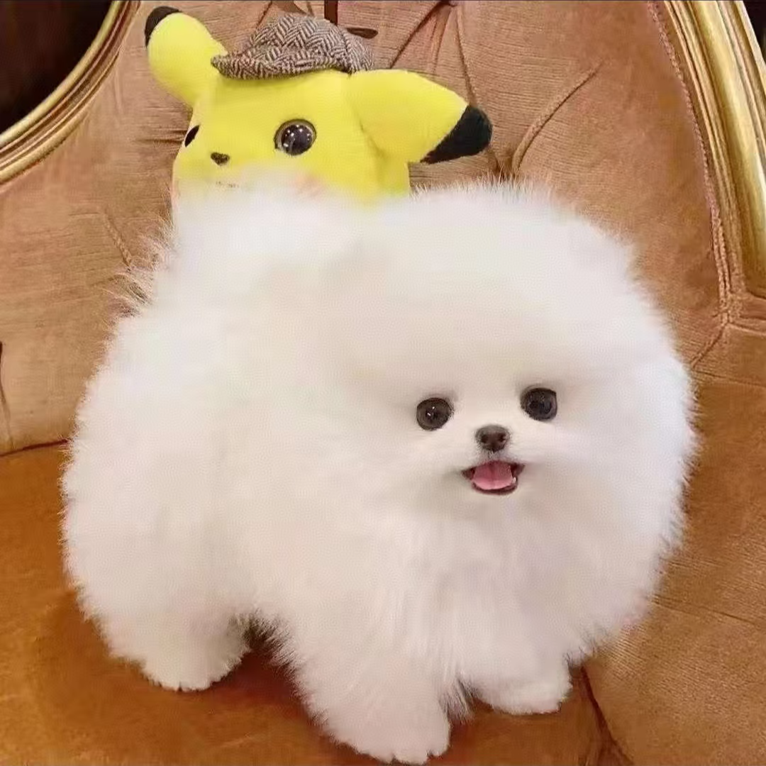 （甜柚博美茶杯犬）博美犬 宠物活体狗狗