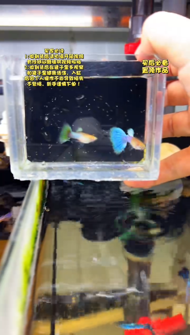 孔雀鱼无怨孔雀鱼