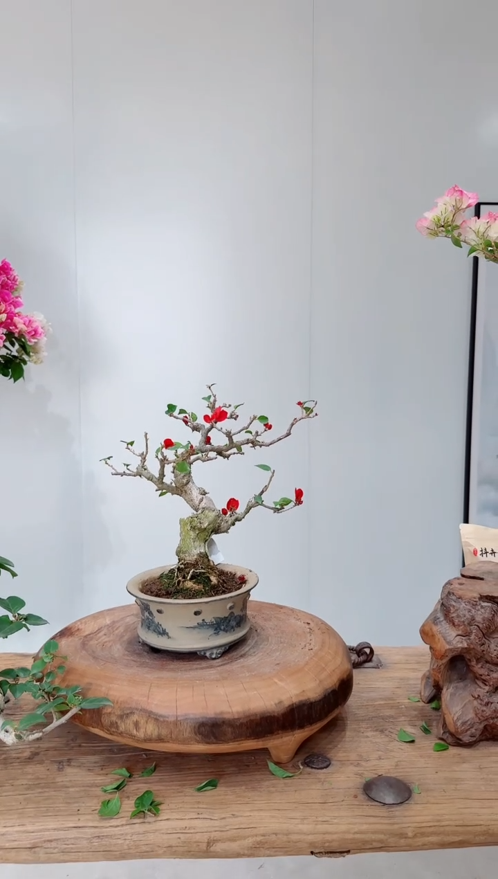 无花朵V**7三角梅韩红