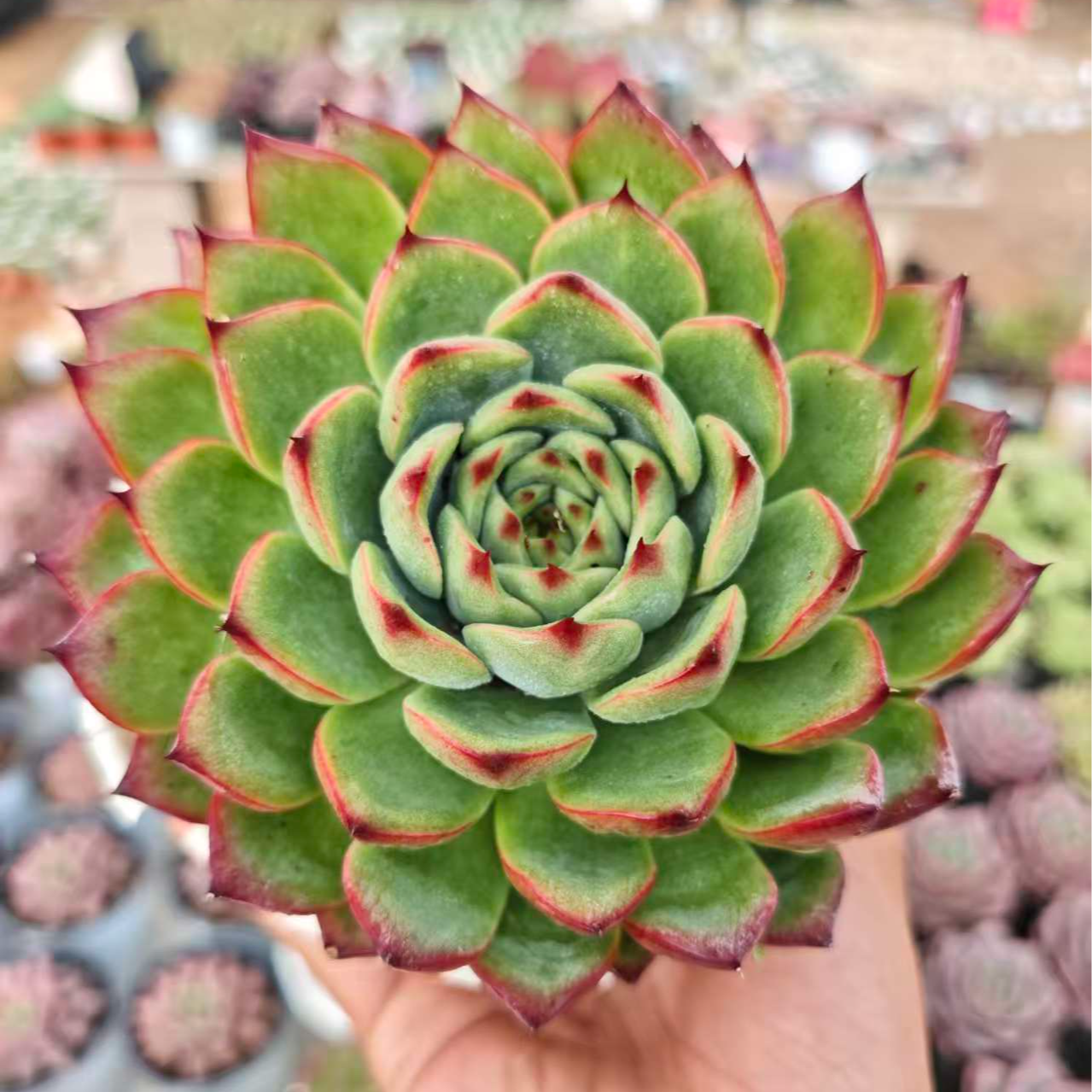 精控篝火 拾忆多肉 好养阳台多肉植物