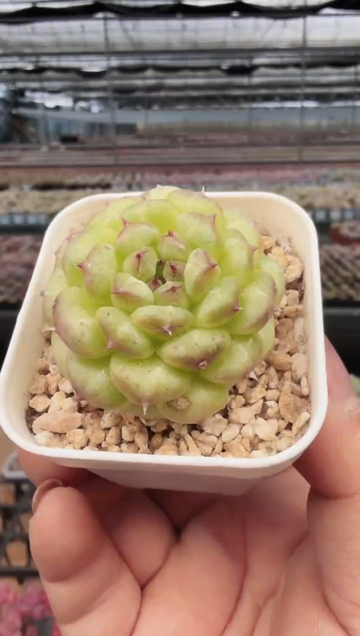 东云多肉园新款-184