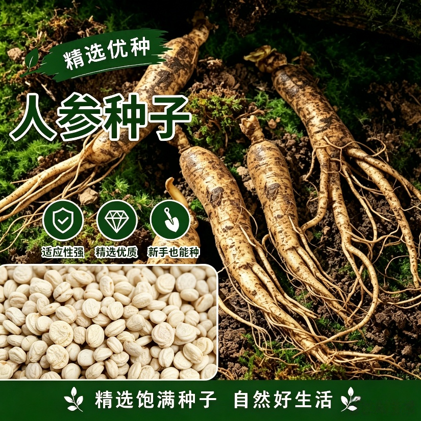 人参种子春秋长白山花旗参白参种四季阳台花卉植物商品图