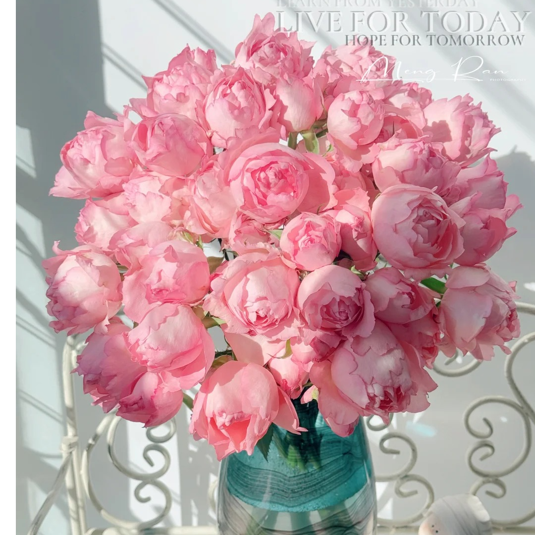 【月亮花圃】（醉湘云）多头玫瑰 云南鲜花基地直发