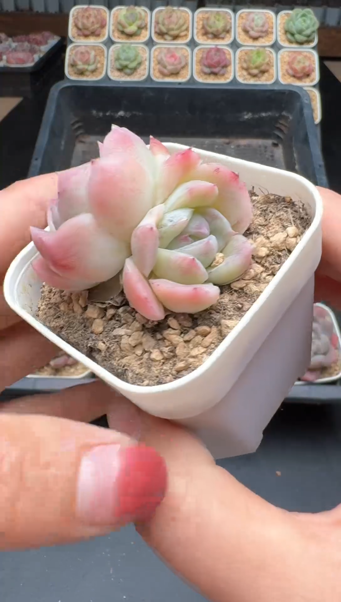 【闪购商品】542号 珍妮杂交多肉 花卉植物