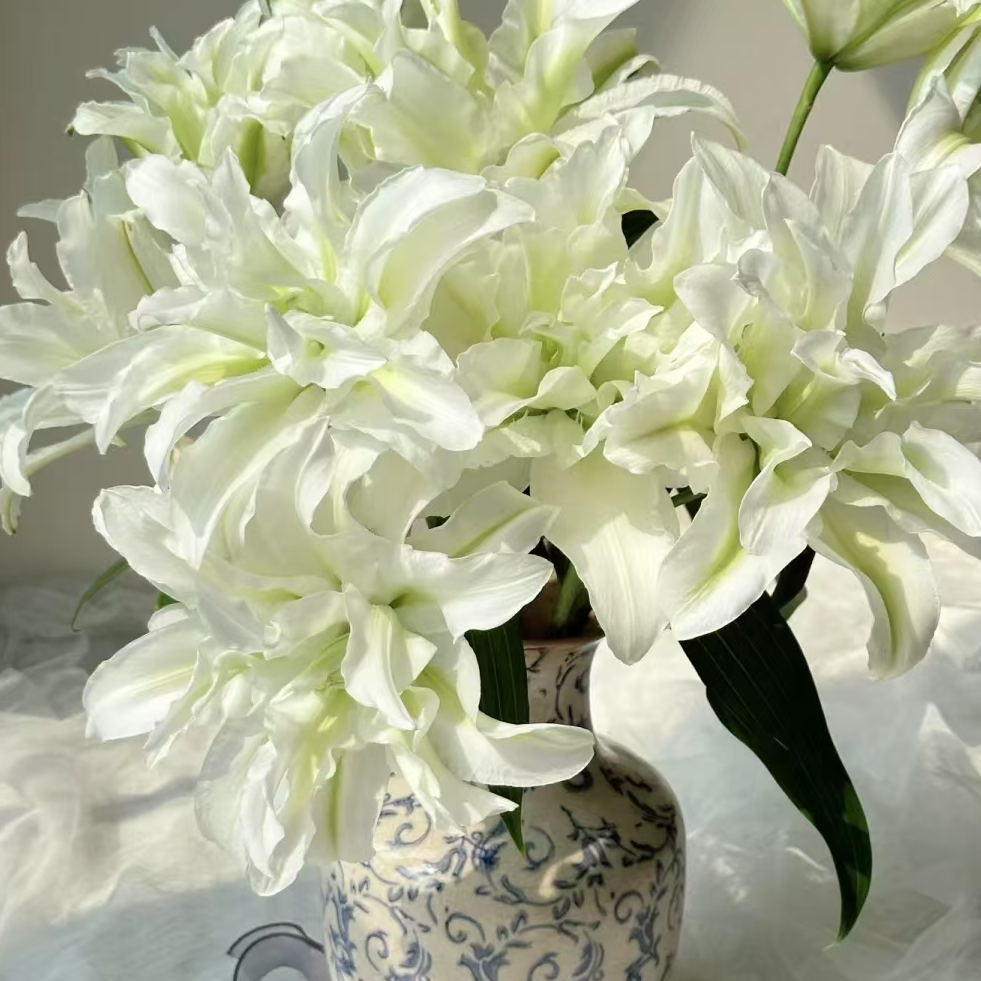 【一品花集】【艾莎 浪漫之心】重瓣百合花 云南昆明基地直发家用鲜花