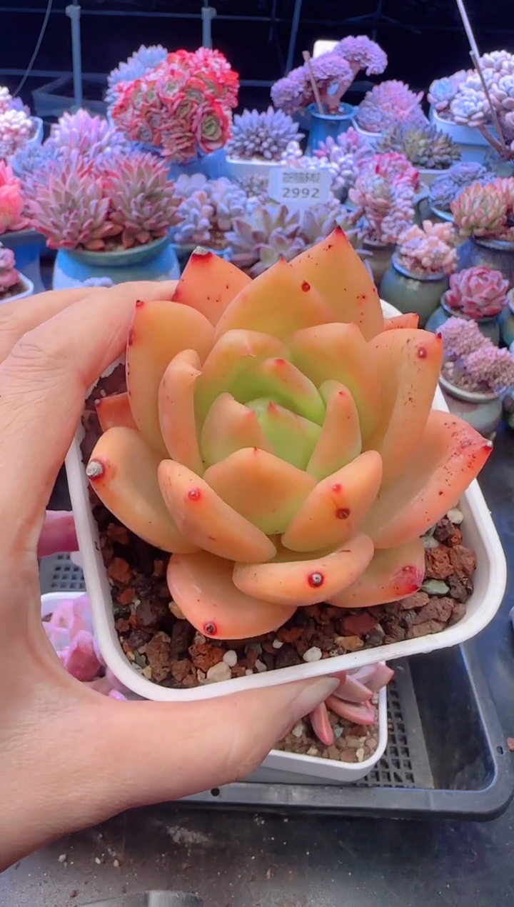 【闪购商品】3107.