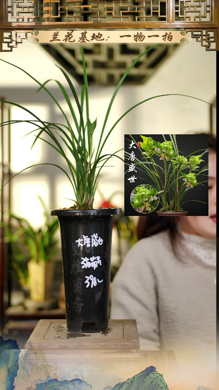 全部花苞大唐盛世3秒带花苞