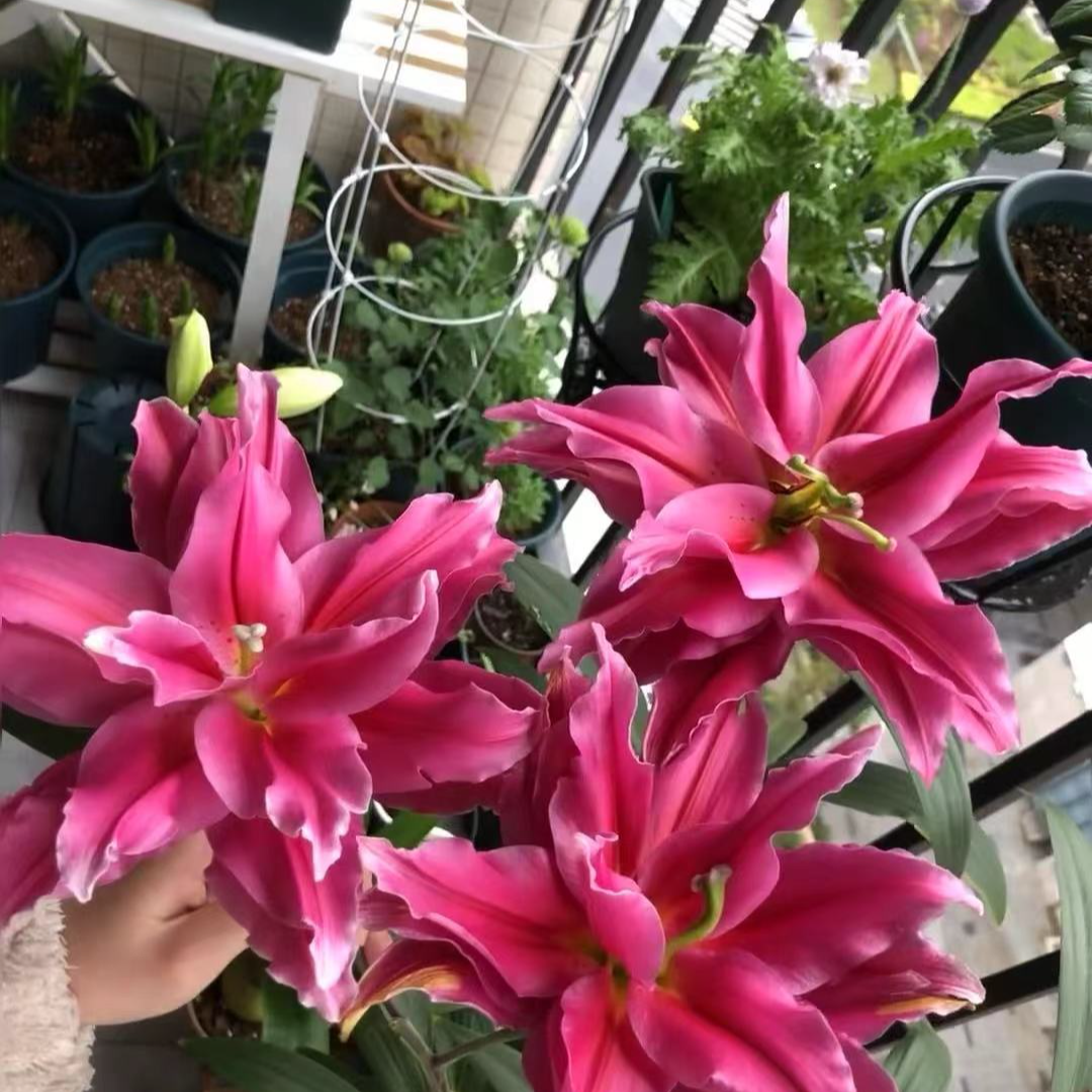 1颗艾琳娜重瓣香水百合种球荷兰进口