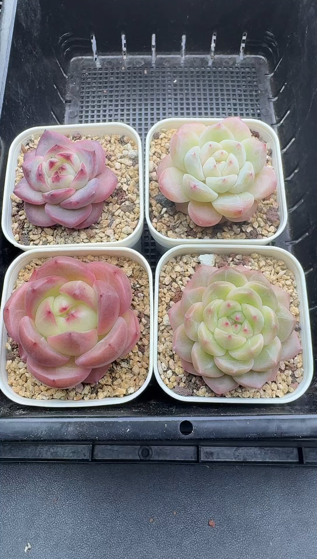 珍妮杂交多肉C217