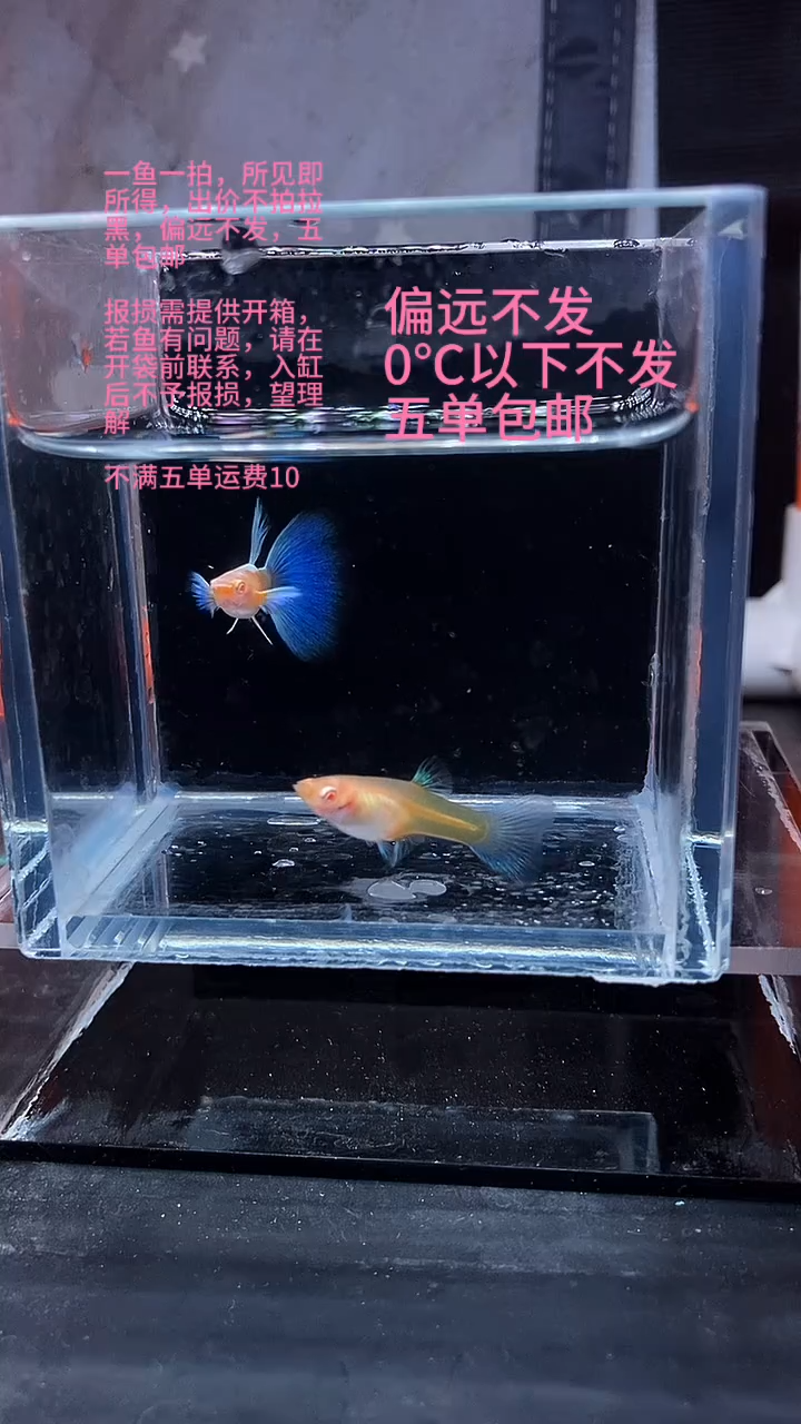 孔雀鱼孔雀鱼 31