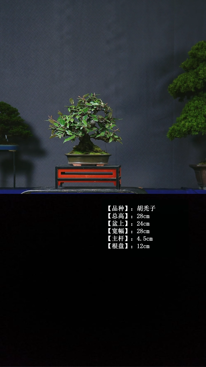 以实际为准胡秃子 不包邮