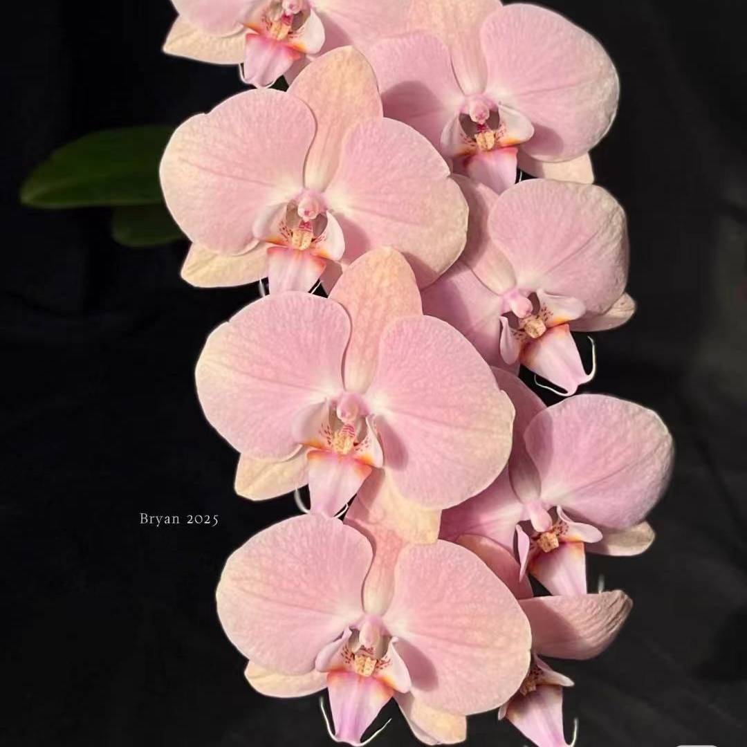 《罗马》2.8寸杯小苗【嫌小勿拍】蝴蝶兰不带花剑