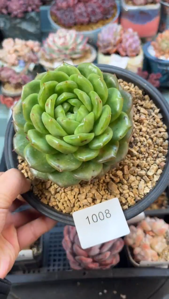 1008单头灯泡珍妮多肉