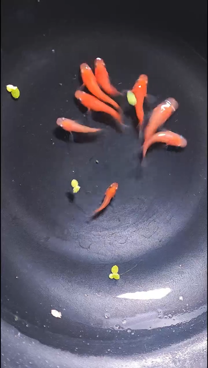 青鳉鱼观背青鳉019