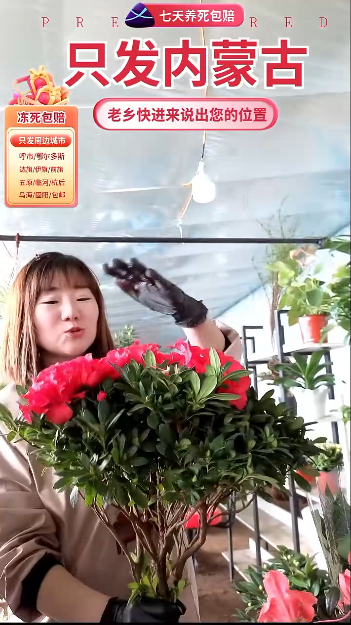 完全开放红色杜鹃花大盆