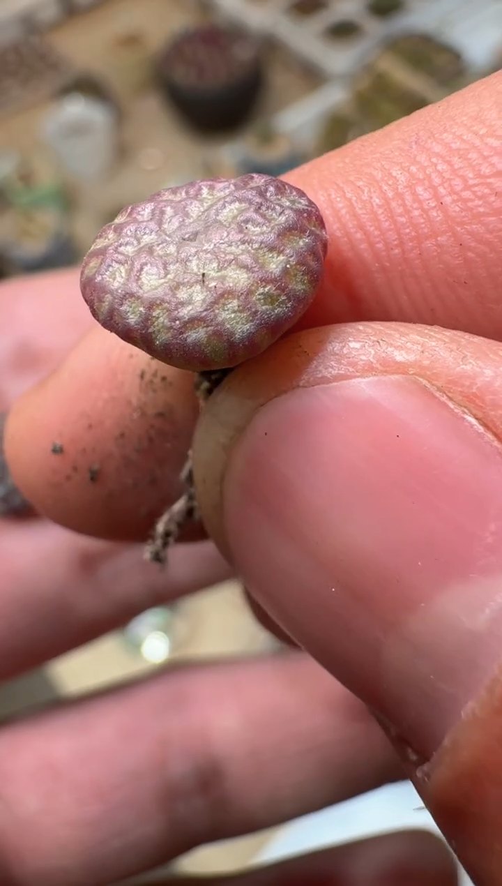 244多肉植物肉锥杂交一颗