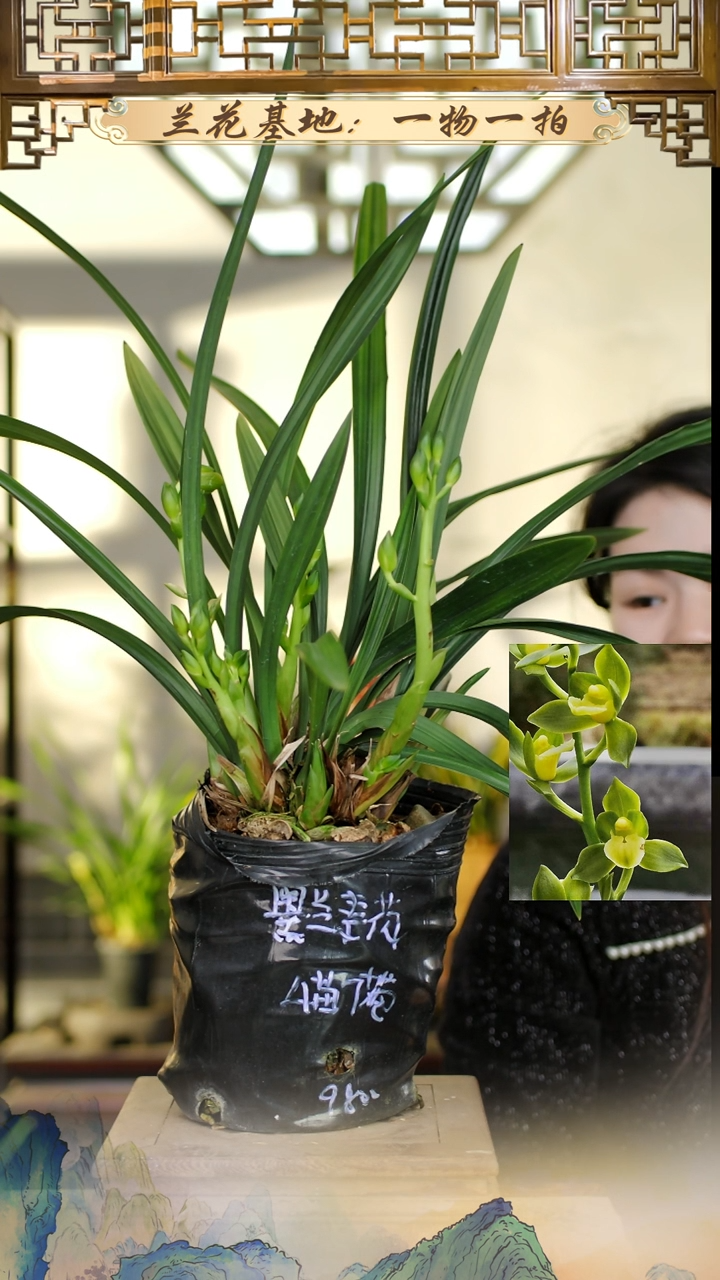全部花苞墨兰素荷4苗7花苞