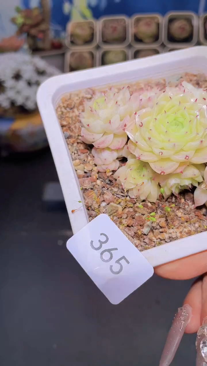 【闪购商品】365超级麦秆一颗不保整