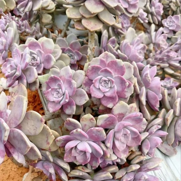 地栽紫乐20公分+ 新手必拍 好看好养 云南昆明发货 精品多肉植物