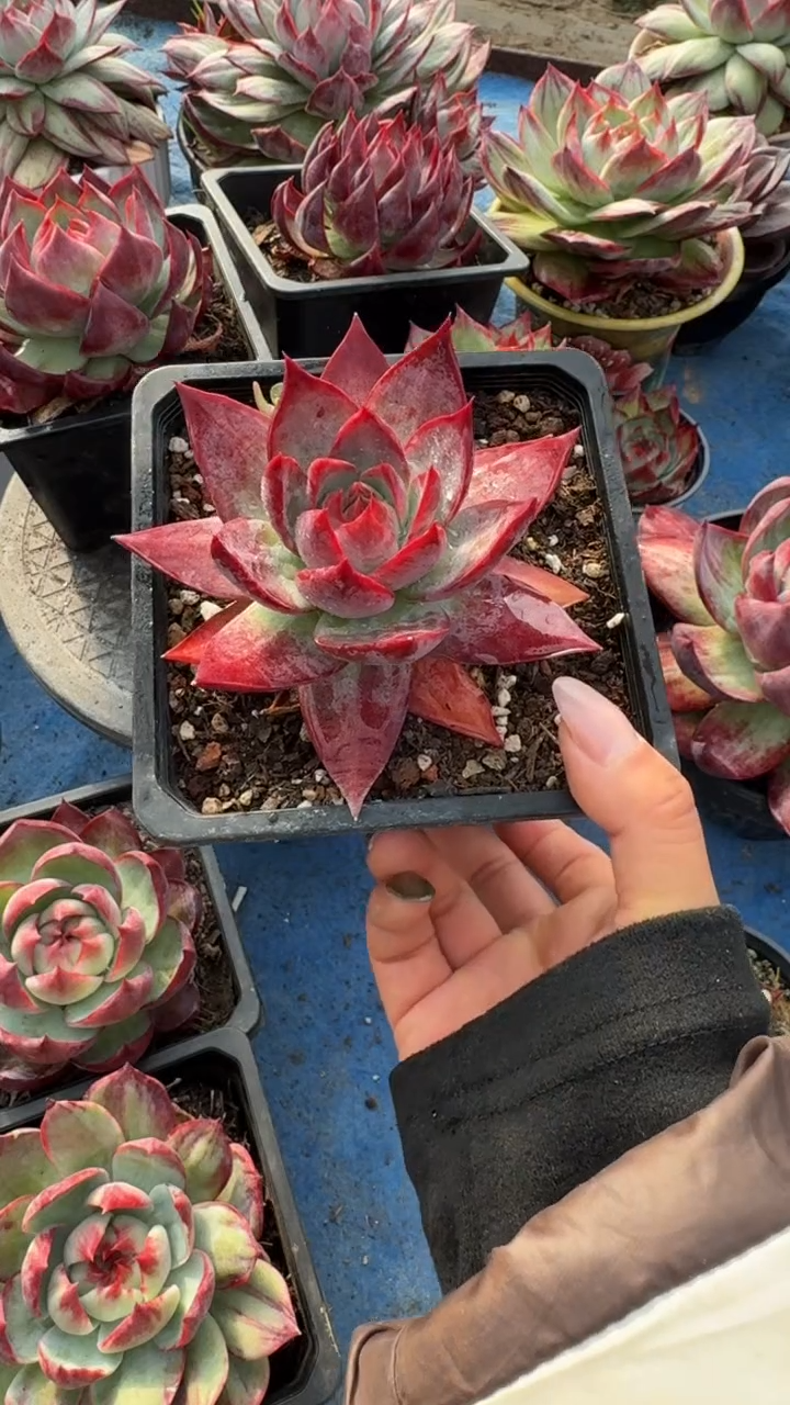 7公分睫毛款惊鸿仙子（量拍参考--裸根发货）