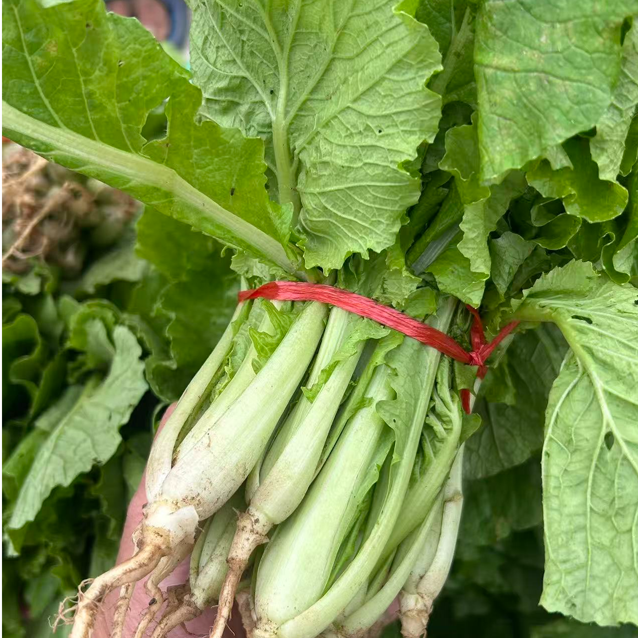 农家自种小白菜苗5斤无农药顺丰快递