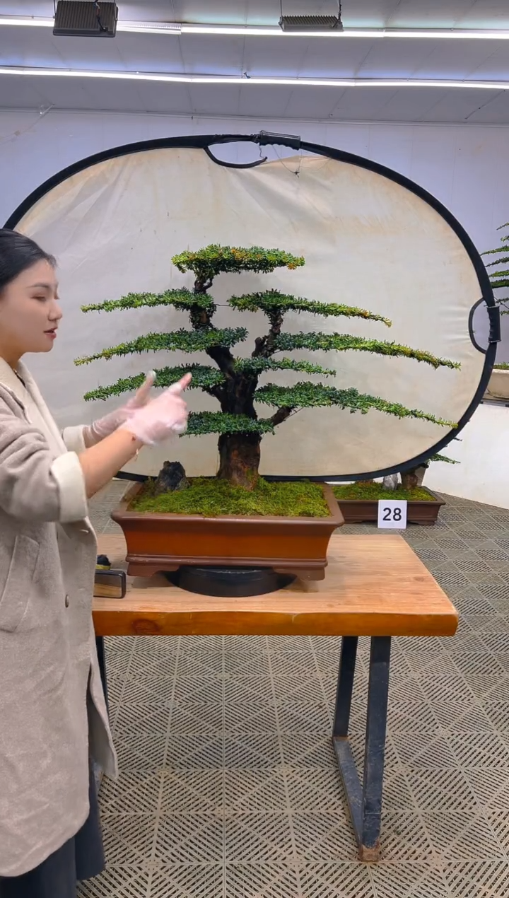 无花朵一物一拍一物一拍