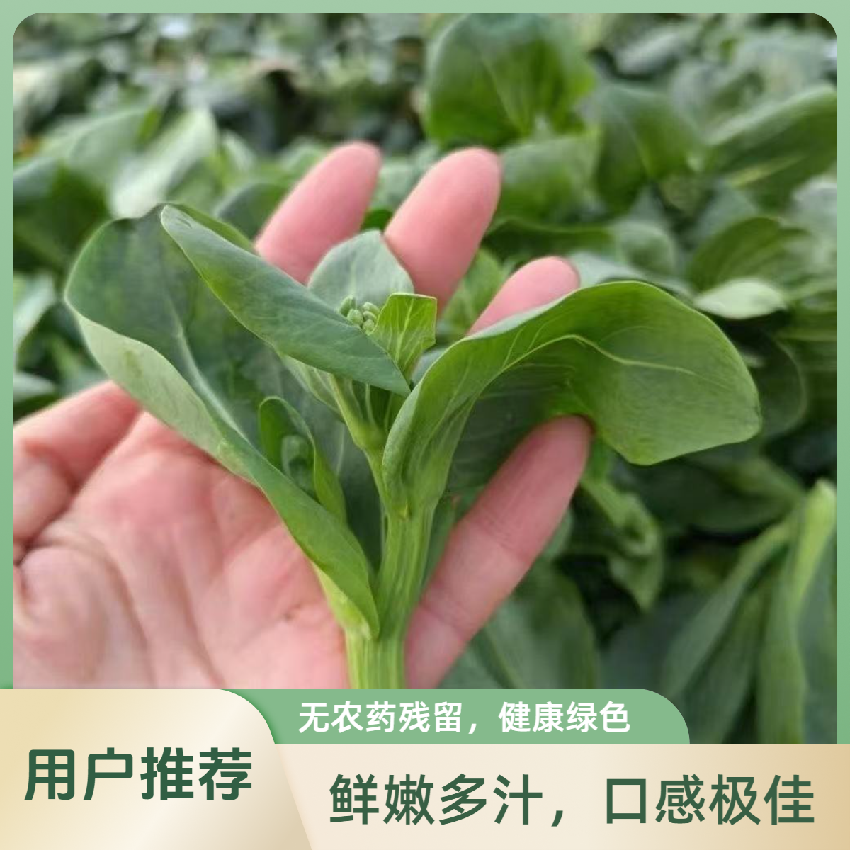 【新鲜现摘】四川现摘（上海青菜苔菜心）包邮
