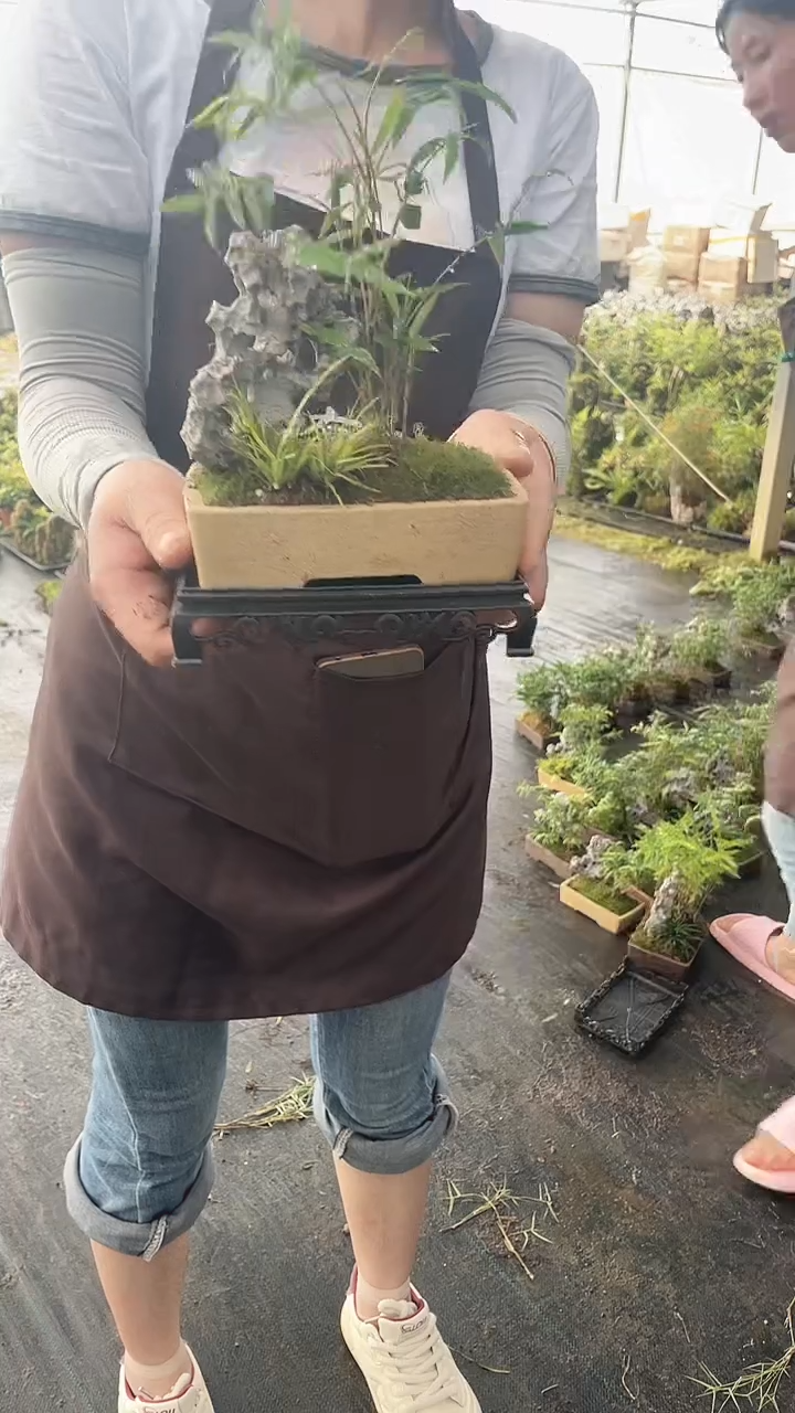 无花朵紫砂刻字段泥 黄色 附石竹子盆景