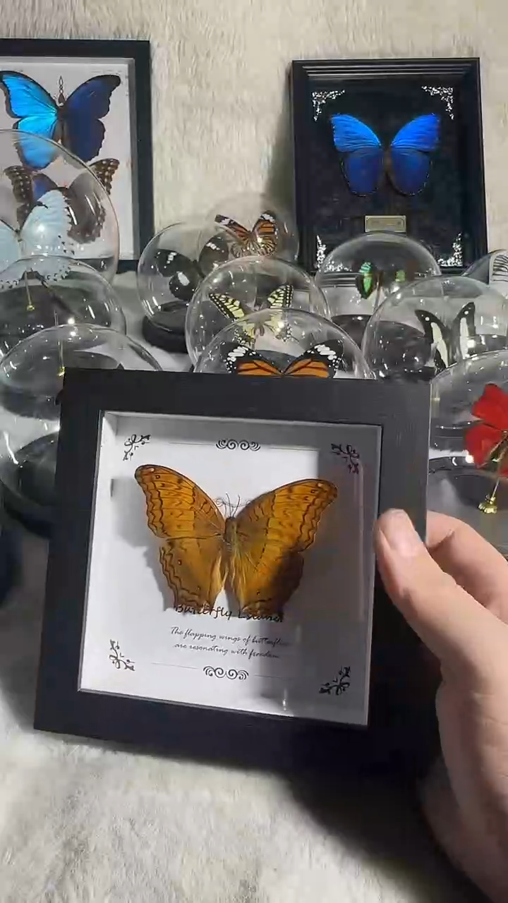 有机玻璃问蛱蝶    