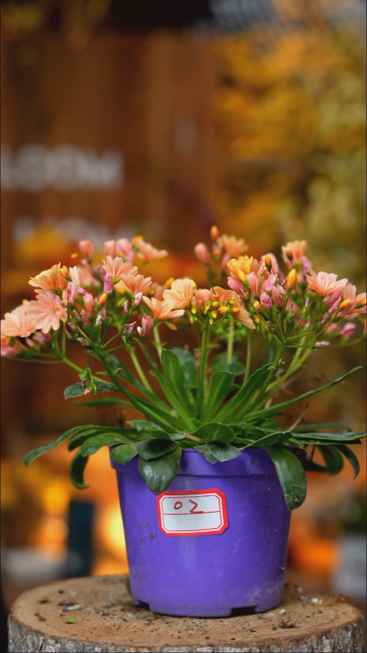 当前无花朵，栽培后可花朵露薇02
