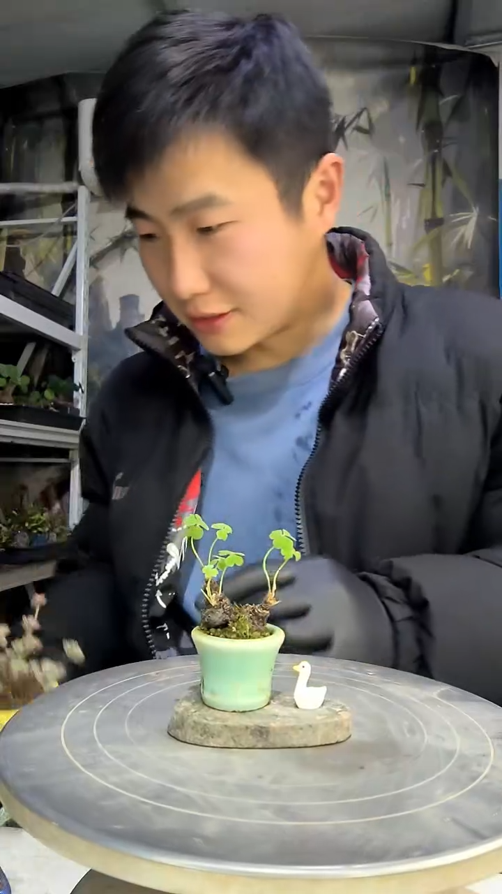 空*菜中青园艺一物一拍花166