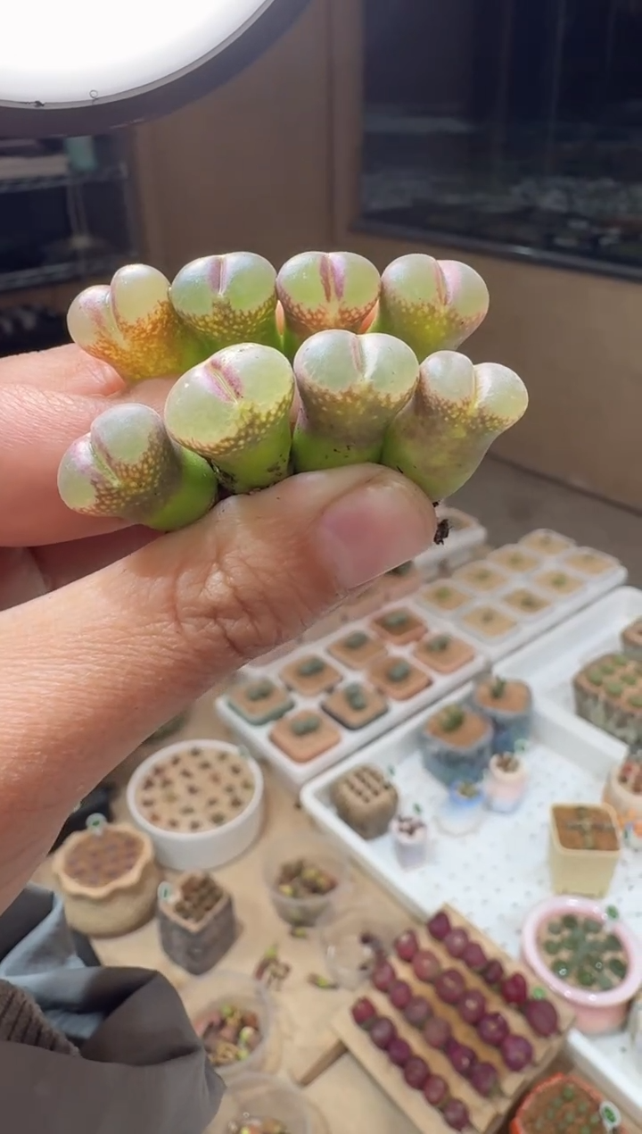 137多肉植物肉锥定向株风铃一颗