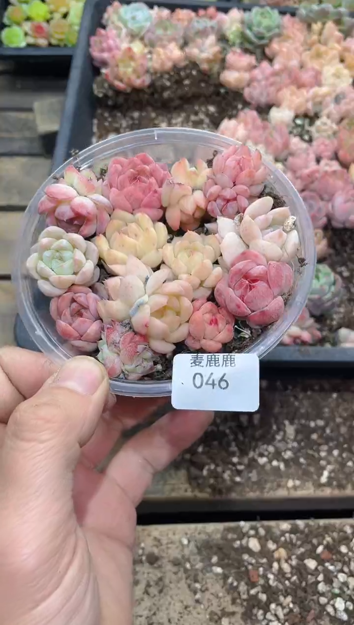 046胖雪荧     量拍