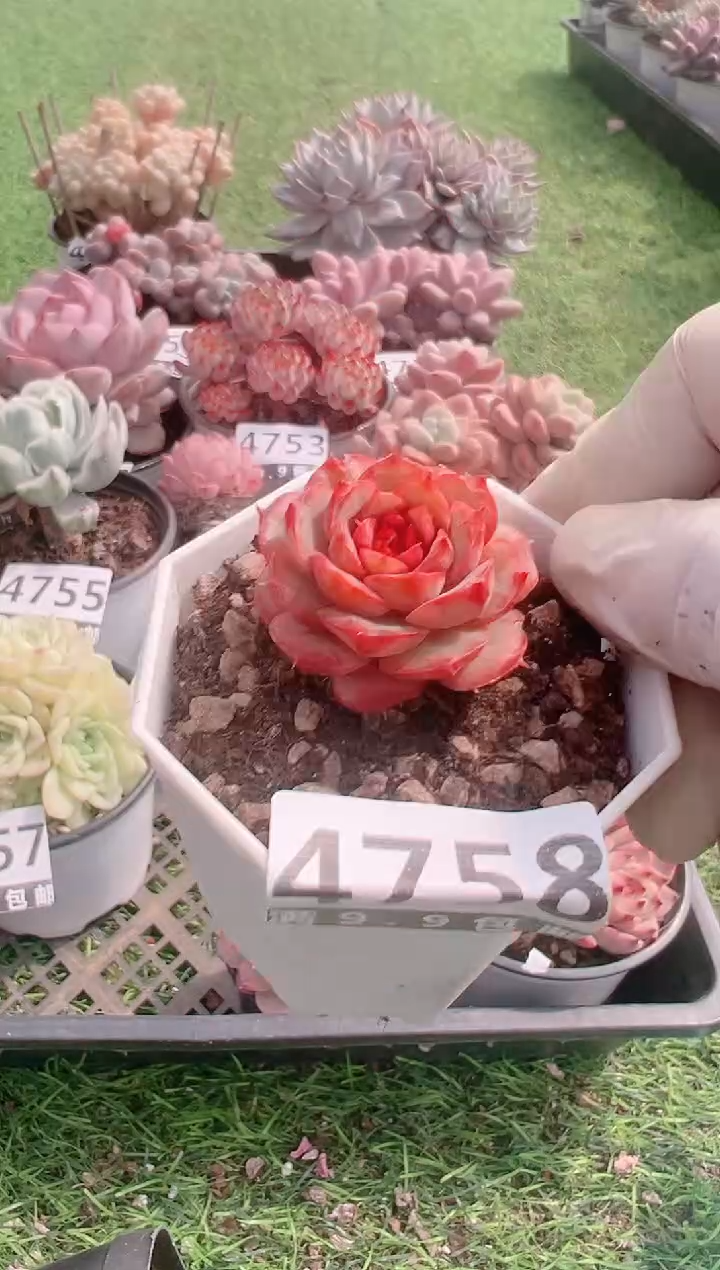 【闪购商品】信福多肉一物一拍