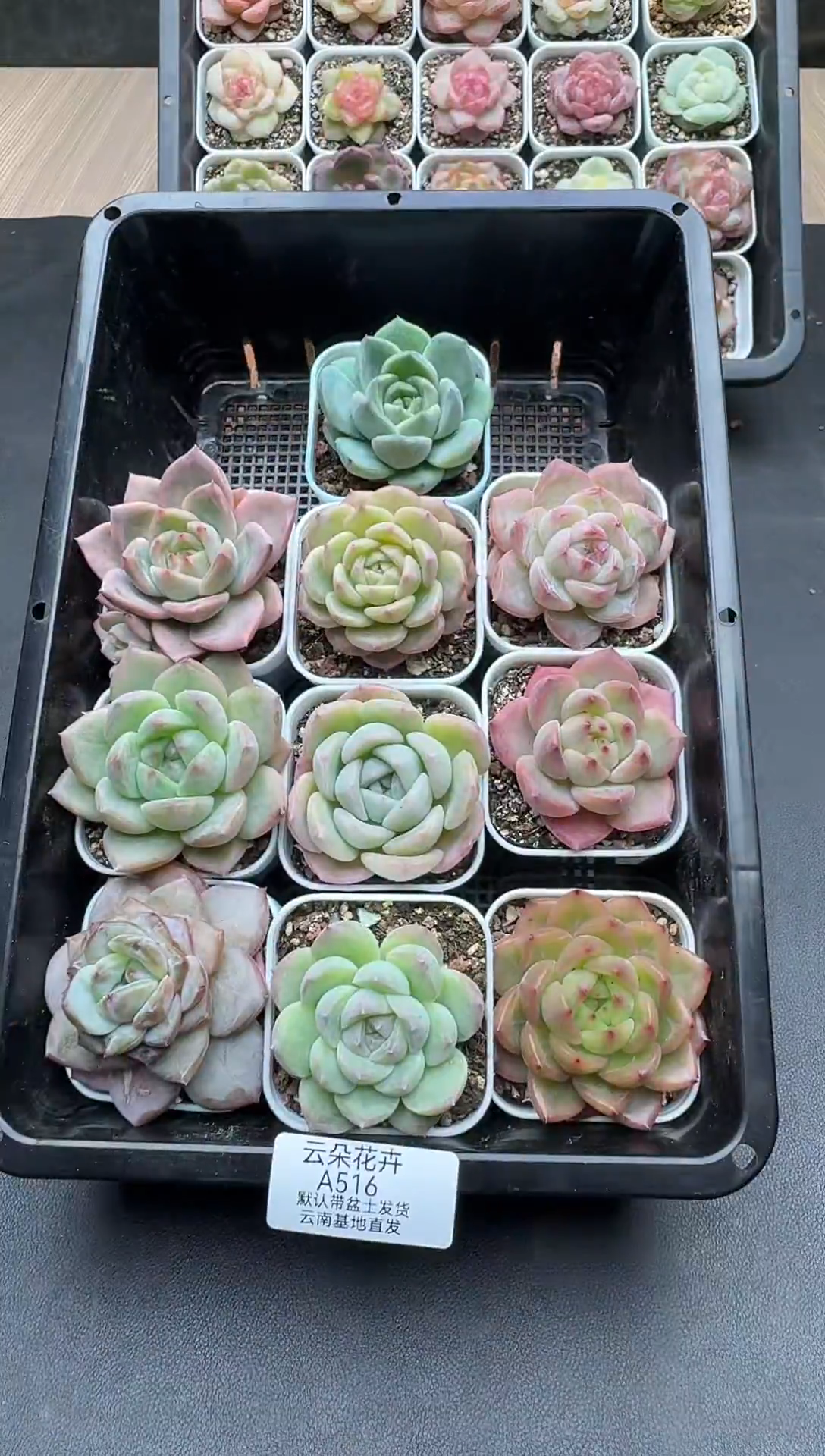 珍妮杂交多肉A516