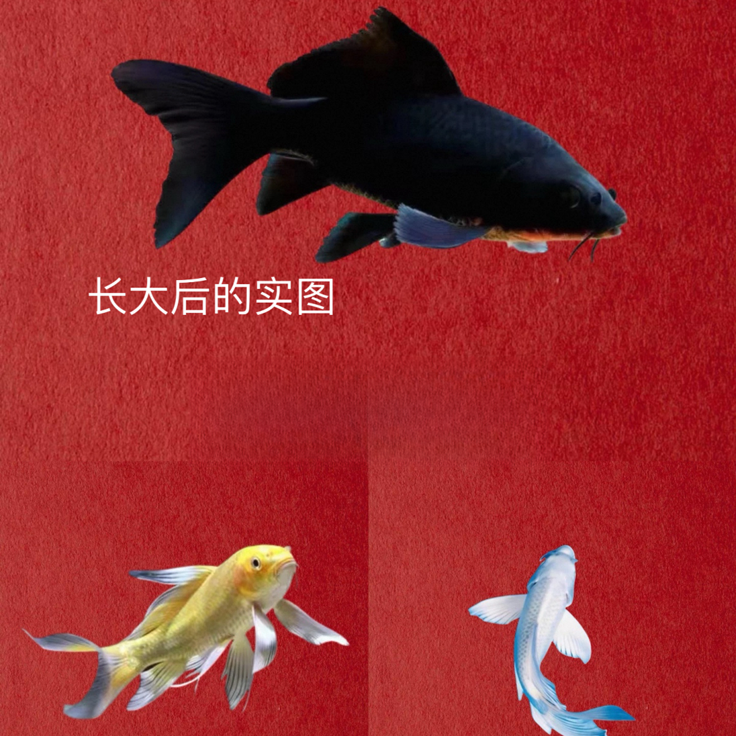 精品黄/黑/白锦鲤观赏鱼~佳