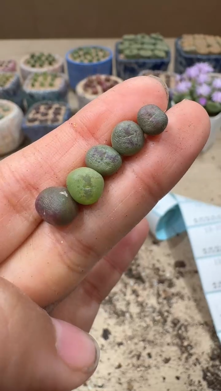 ?****?13-71多肉植物肉锥