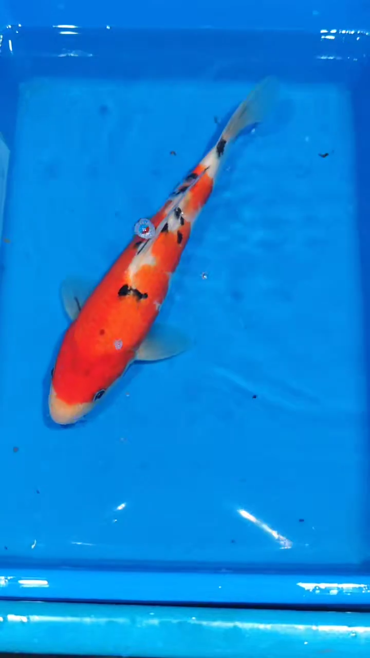 锦鲤011-浦川大正（锦鲤统一发顺丰空运到付）