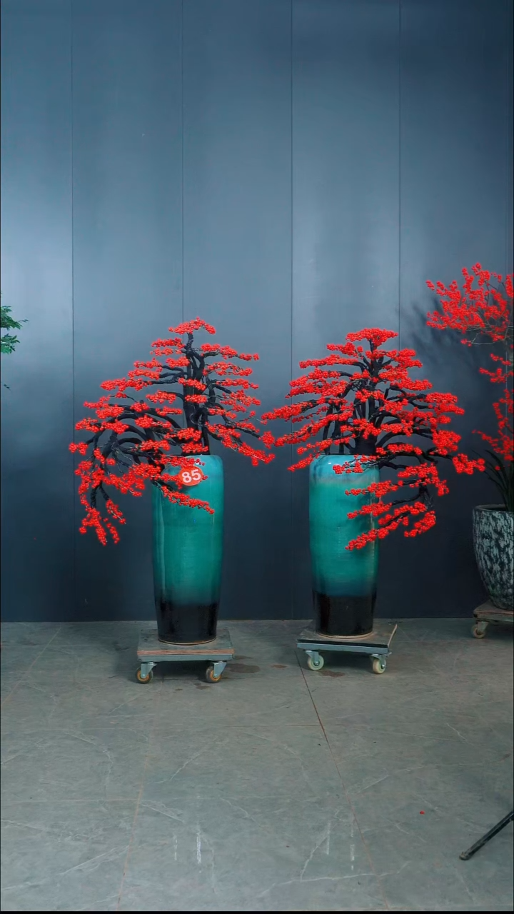 无花朵金*?北美冬青85一对