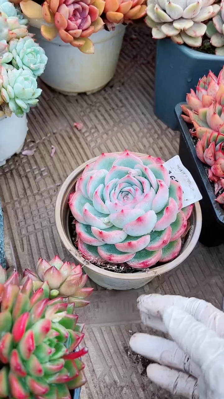 【闪购商品】16139