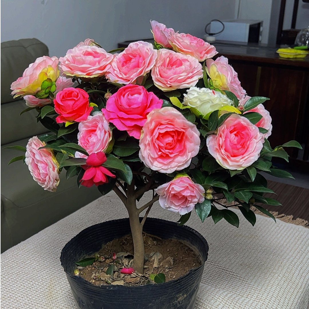 【山茶花粉白色】英八盆栽花卉阳台客厅庭院别墅盆栽地栽花卉茶梅