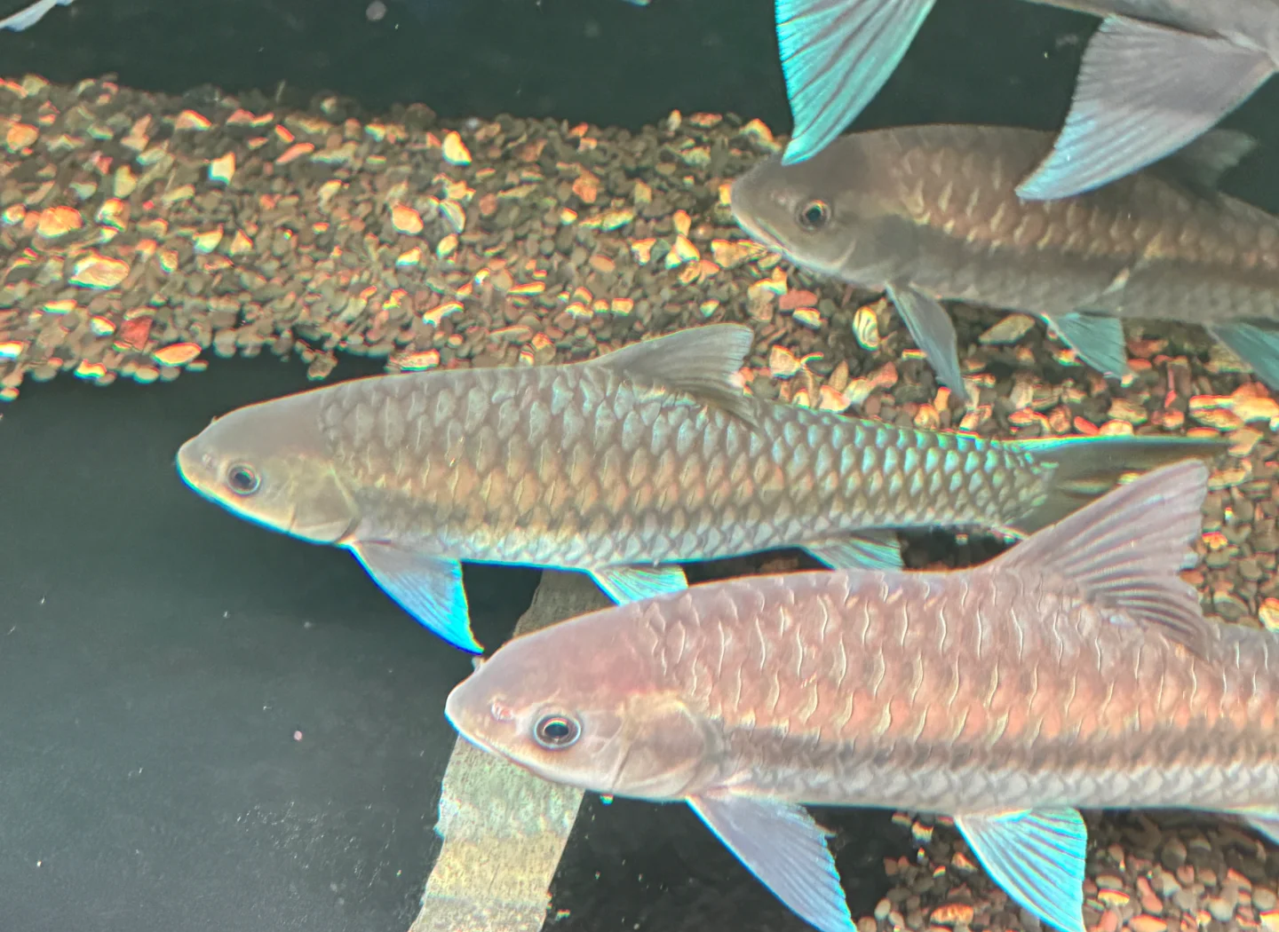 保山蓝吉罗保山新光唇原生观赏鱼吉罗鱼活体